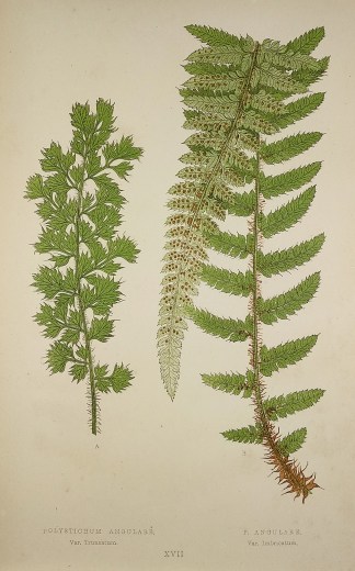 Polystichum Angulare, Var. Truncatum. P.… World - Nonindigenous - Lowe's - Ferns Polystichum Angulare, Var. Truncatum. P.… World - Nonindigenous - Lowe's - Ferns