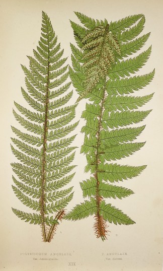 Polystichum Angulare, Var. Acuto-gracile… World - Nonindigenous - Lowe's - Ferns