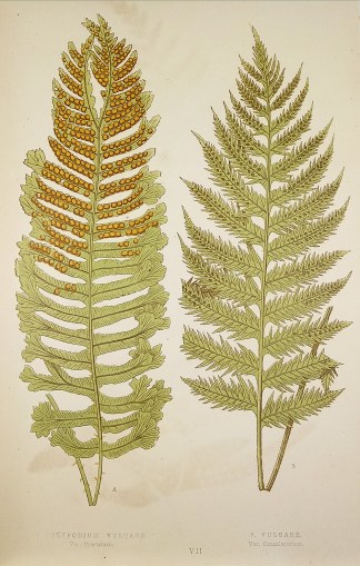 Polypodium Vulgare, Var. Cristatum. P. V… World - Nonindigenous - Lowe's - Ferns
