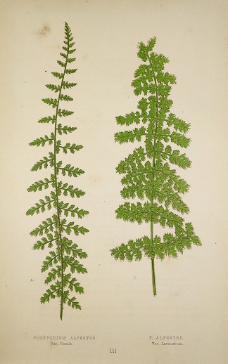 Polypodium Alpestre, Var. Flexile. P. Al… World - Nonindigenous - Lowe's - Ferns