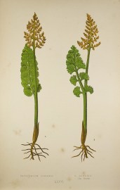 Botrychium Lunaria. B. Lunaria. Var. Moorei. [Moonwort Fern]