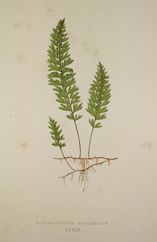 Hymenophyllum Unilaterale. [One-Sided Fi… World - Nonindigenous - Lowe's - Ferns