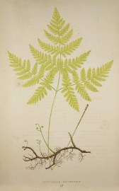 Polypodium Dryopteris. [Oak Fern]
