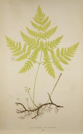 Polypodium Dryopteris. [Oak Fern] World - Nonindigenous - Lowe's - Ferns