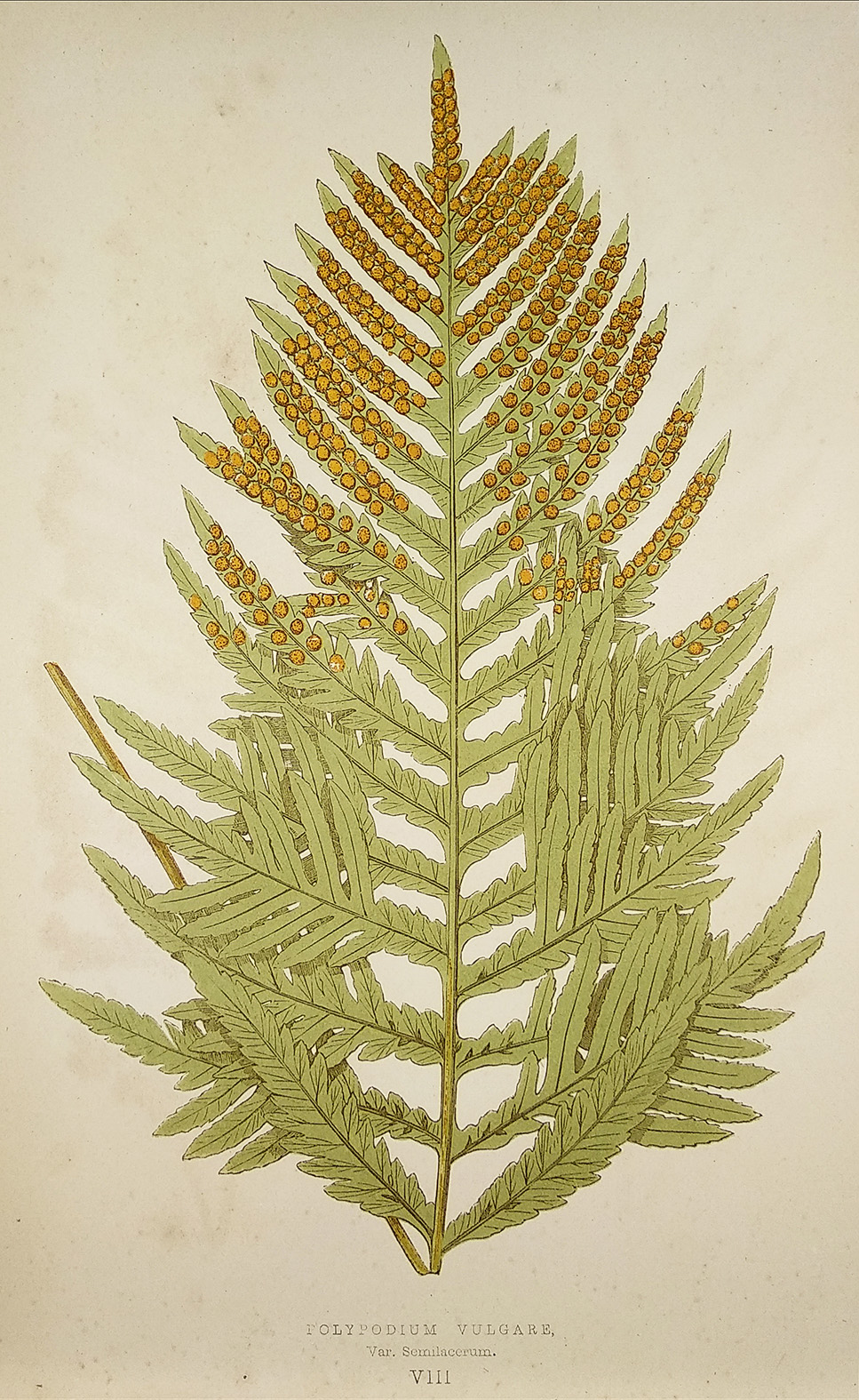 Polypodium Vulgare, Var. Semilacerum. [Brake Root Fern] - Antique Print from 1868