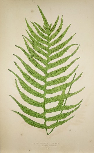 Polypodium Vulgare. Var. Acutum-Stansfie… World - Nonindigenous - Lowe's - Ferns