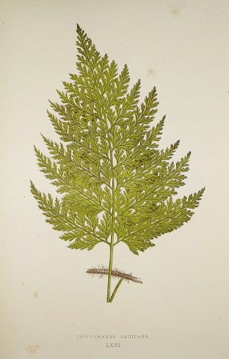 Trichomanes Radicans. [Aerialroot Bristl… World - Nonindigenous - Lowe's - Ferns