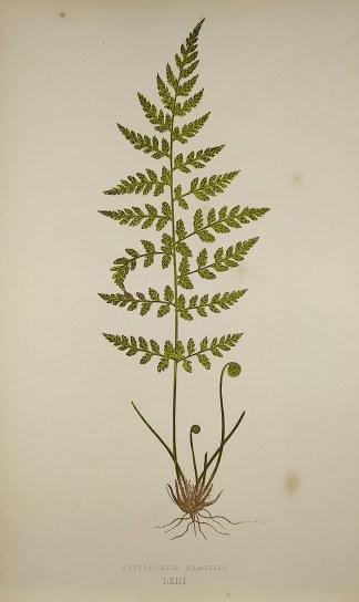 Cystopteris Fragilis. [Bladder Fern] World - Nonindigenous - Lowe's - Ferns