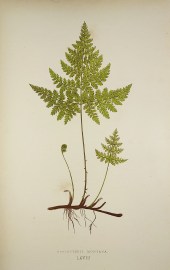 Cystopteris Montana. [Mountain Bladder Fern]