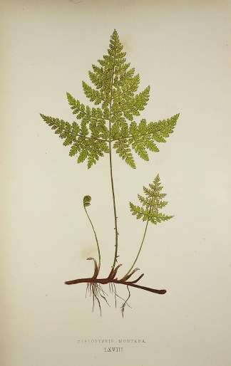 Cystopteris Montana. [Mountain Bladder F… World - Nonindigenous - Lowe's - Ferns
