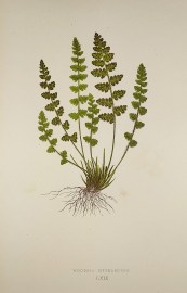 Woodsia Hyperborea. [Herb Smith Fern]