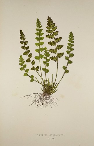 Woodsia Hyperborea. [Herb Smith Fern] World - Nonindigenous - Lowe's - Ferns
