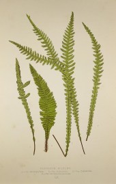 Blechnum Spicant. A.-Var. HeterophyNum. B.-Var. Imbricatum C.-Var. Contractum. D.-Var. Contractum-ramosum. [Deer Fern]