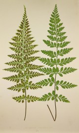 Asplenium Lanceolatum. [Herb Smith Fern]