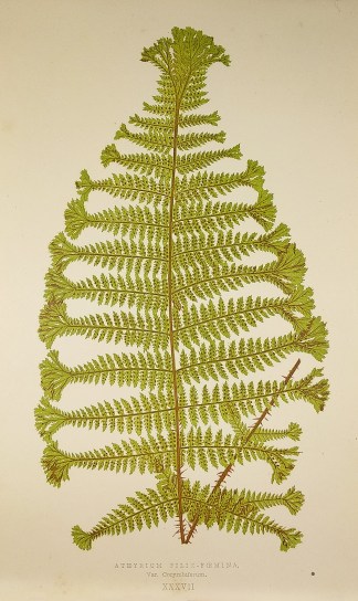 Athyrium Filix-femina, Var. Corymbiferum… World - Nonindigenous - Lowe's - Ferns Athyrium Filix-femina, Var. Corymbiferum… World - Nonindigenous - Lowe's - Ferns