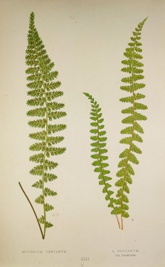 Asplenium Fontanum A. Fontanum, Var. Ref… World - Nonindigenous - Lowe's - Ferns