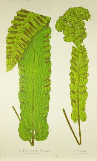 Scolopendrium Vulgare, Var Suprasoriferu… World - Nonindigenous - Lowe's - Ferns