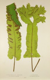 Scolopendrium Vulgare, Var Sublineato-striatum. S. Vulgare, Var.Sagittato-cristatum. [Hart's-tongue fern]