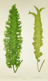 Scolopendrium Vulgare, Var Stansfieldii. S. Vulgare, Var.Marginato-irregulare. [Hart's-tongue fern]