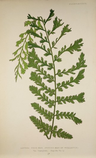 Lastrea Filix-Mas, (Pseudo-Mas of Wollas… World - Nonindigenous - Lowe's - Ferns Lastrea Filix-Mas, (Pseudo-Mas of Wollas… World - Nonindigenous - Lowe's - Ferns