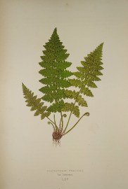 Cystopteris Fragilis, Var. Dickieana. [Bladder Fern]