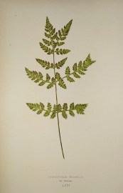 Cystopteris Fragilis, Var. Furcans. [Bladder Fern]