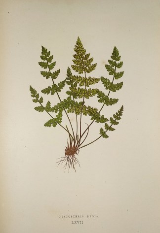 Cystopteris Regia [Royal Bladder Fern] World - Nonindigenous - Lowe's - Ferns