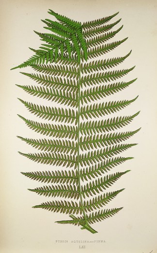 Pteris Aquilina – Pinna. [Bracken … World - Nonindigenous - Lowe's - Ferns