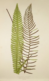 Blechnum Spicant. Barren and Fertile Fronds. [Deer fern]