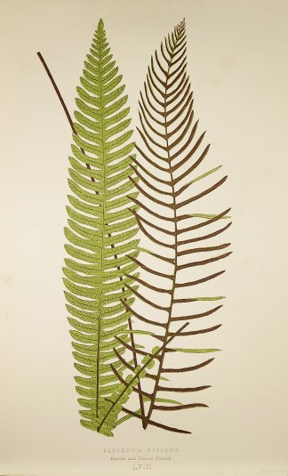 Blechnum Spicant. Barren and Fertile Fro… World - Nonindigenous - Lowe's - Ferns
