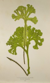 Scolopendrium Vulgare. Var. Ramo-marginatum. [Hart's-tongue fern]