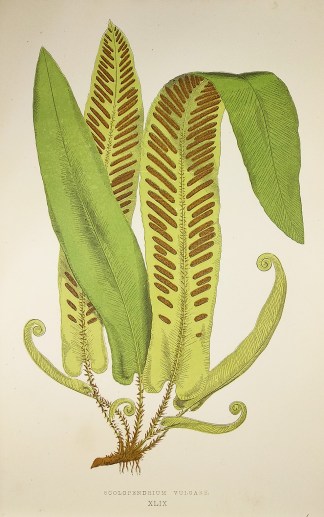 Scolopendedrium Vulgare. [Hart’s-t… World - Nonindigenous - Lowe's - Ferns