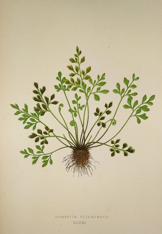 Asplenium Ruta-Muraria. [Wall-rue Fern] World - Nonindigenous - Lowe's - Ferns