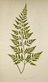 Asplenium Adiantum-Nigrum. [Black Spleenwort Fern]