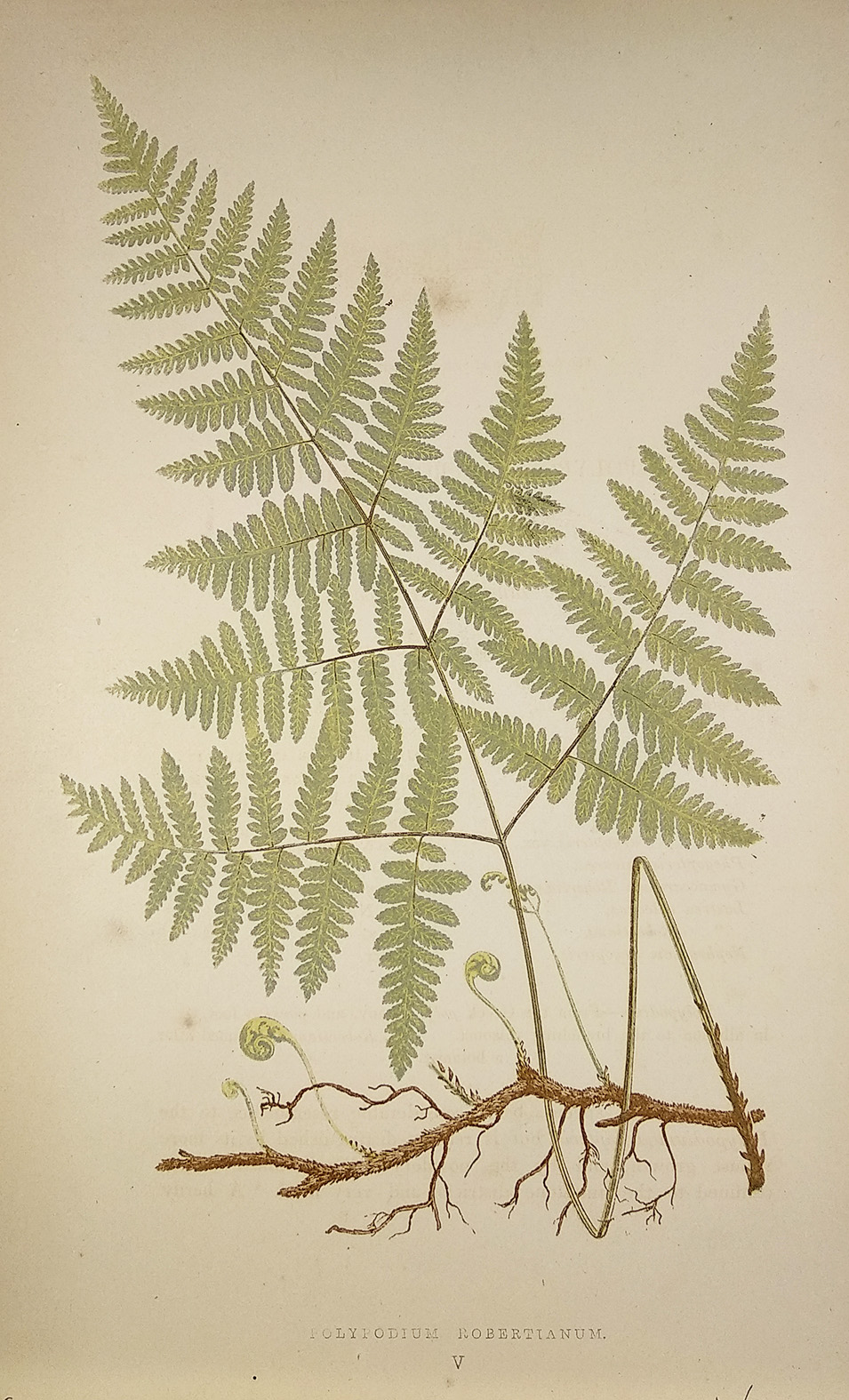 Polypodium Robertianum. [Limestone Oak Fern] - Antique Print from 1868