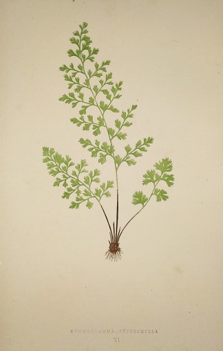 Gymnogramma Leptophylla. (Fern) World - Nonindigenous - Lowe's - Ferns