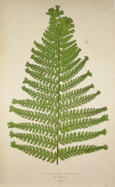 Polystichum Angulare.Var. Cristatum. (Holly Fern) World - Nonindigenous - Lowe's - Ferns Polystichum Angulare.Var. Cristatum. (Holly Fern)