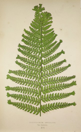 Polystichum Angulare.Var. Cristatum. (Ho… World - Nonindigenous - Lowe's - Ferns