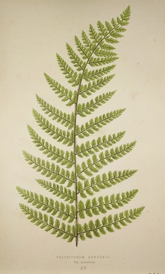 Polystichum Angulare.Var. Aristatum. (Ho… World - Nonindigenous - Lowe's - Ferns Polystichum Angulare.Var. Aristatum. (Ho… World - Nonindigenous - Lowe's - Ferns