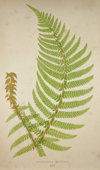 Polystichum Angulare. (Holly Fern) World - Nonindigenous - Lowe's - Ferns