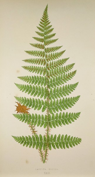 Lastrea Rigida. (Buck Fern) World - Nonindigenous - Lowe's - Ferns