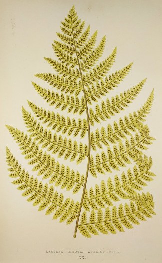 Lastrea Remota – Apex of Frond. (F… World - Nonindigenous - Lowe's - Ferns