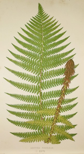 Lastrea Filix-Mas. (Male Crested Wood Fe… World - Nonindigenous - Lowe's - Ferns