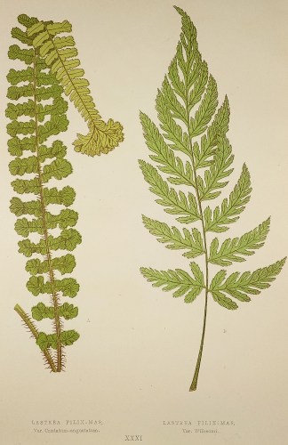 Lastrea Filix-Mas. Var. Abbreviatum-angu… World - Nonindigenous - Lowe's - Ferns