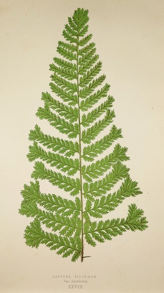 Lastrea Filix-Mas. Var. Acrocladon. (Mal… World - Nonindigenous - Lowe's - Ferns