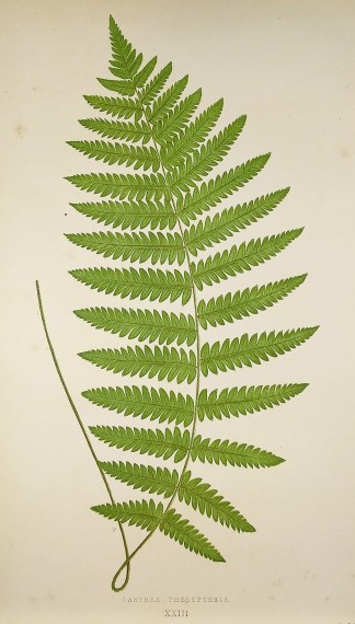 Lastrea Thelypteris. (Marsh Fern) World - Nonindigenous - Lowe's - Ferns