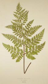 Lastrea Dilatata. Var.Lepidota. (Broad Prickly-toothed Buckler Fern) World - Nonindigenous - Lowe's - Ferns Lastrea Dilatata. Var.Lepidota. (Broad Prickly-toothed Buckler Fern)