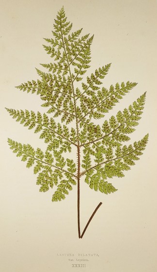 Lastrea Dilatata. Var.Lepidota. (Broad P… World - Nonindigenous - Lowe's - Ferns