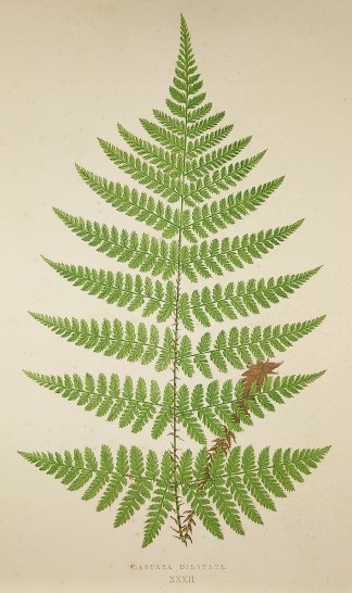 Lastrea Dilatata. (Broad Prickly-toothed… World - Nonindigenous - Lowe's - Ferns