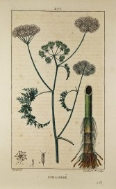 Phellandre. Fruits, Herbs, Medicinal, Spices, Vegetables Phellandre.